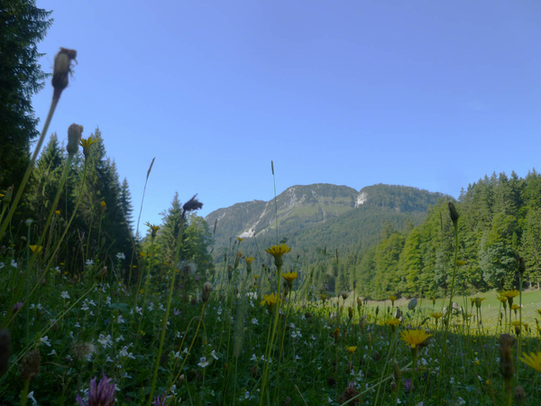 Bla-Alm, Blick über die Blumenwiese