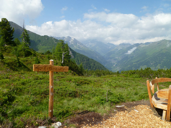 Der Zirbenwanderweg am Graukogl